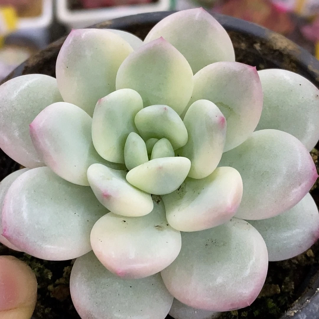 669新香水哈哈哈哈哈