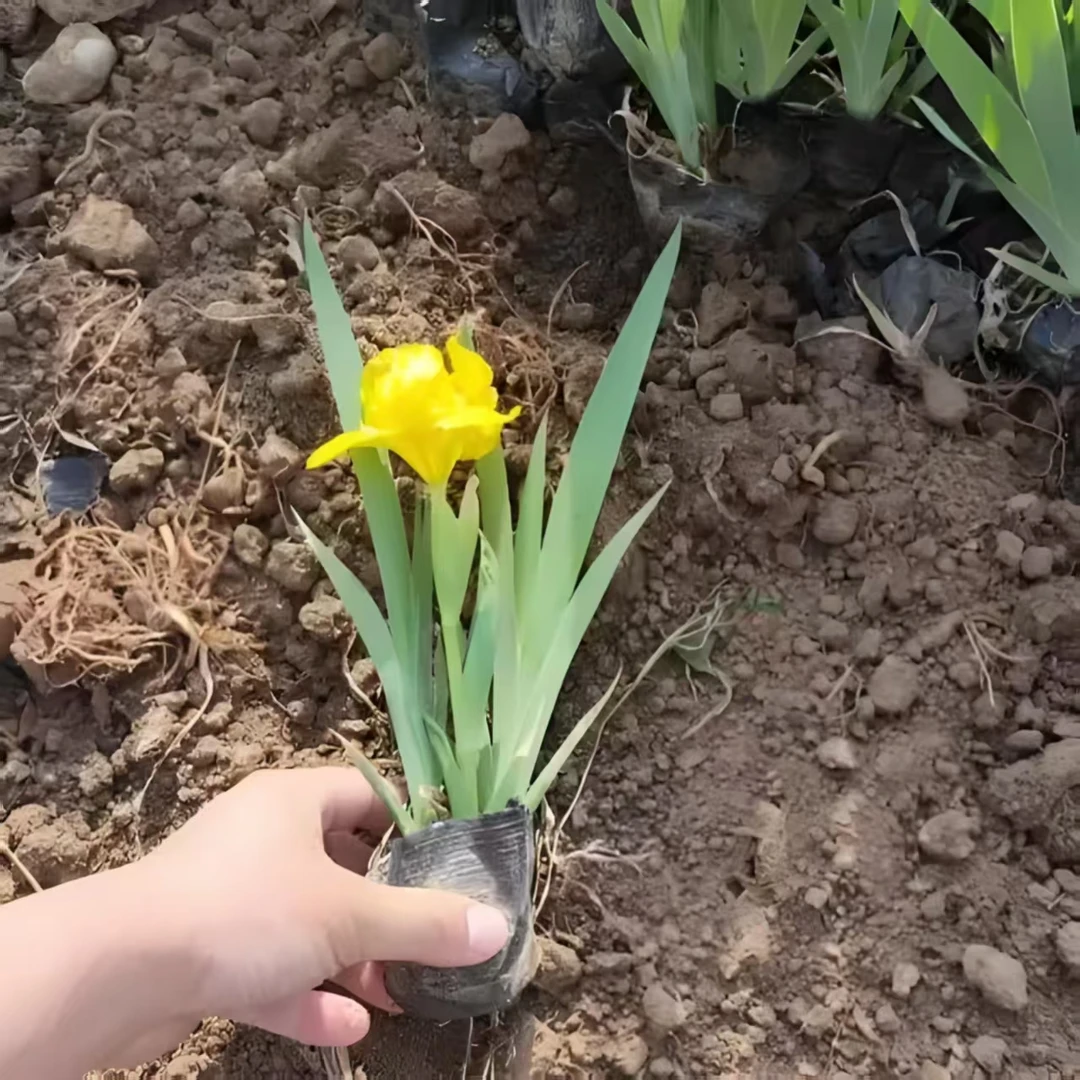 德国黄花（鸢尾）盆栽，地栽 ，适合庭院花园种植，易活花卉植物