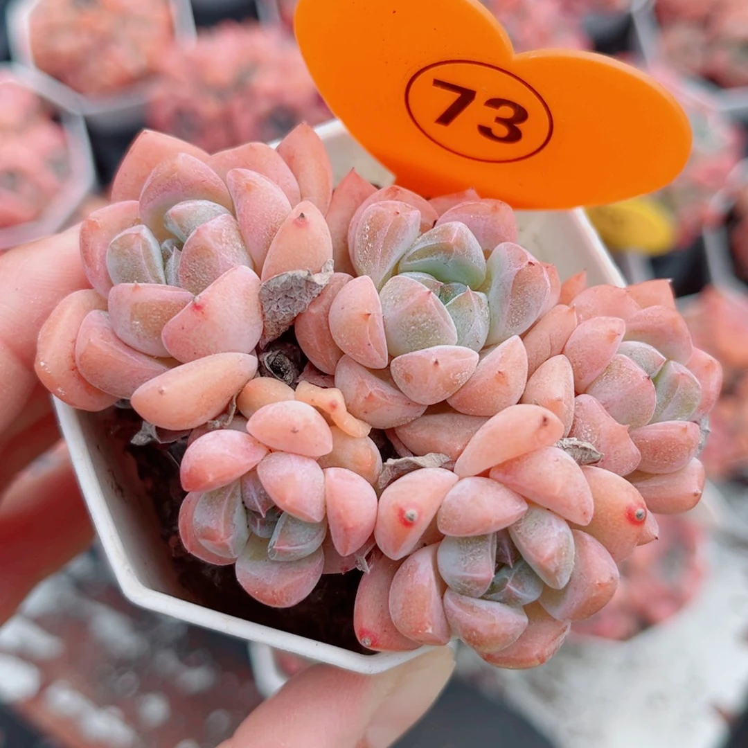 73号小老桩糖心群