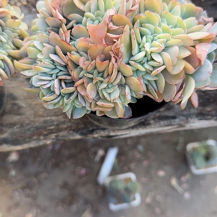 夏***～青蛙王子儿童牙膏11