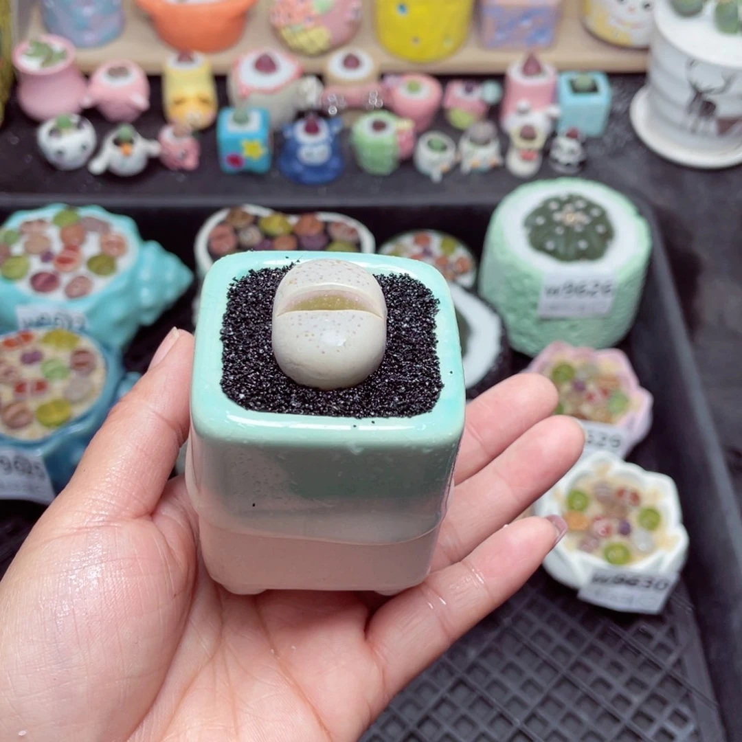 w9632 带盆土发货-零下地区拍保温箱