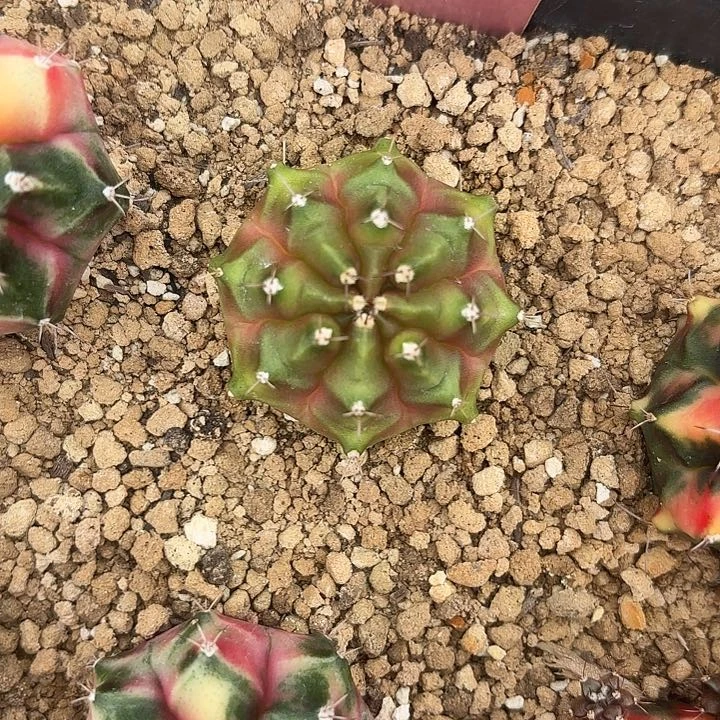 640-0704泰国发货