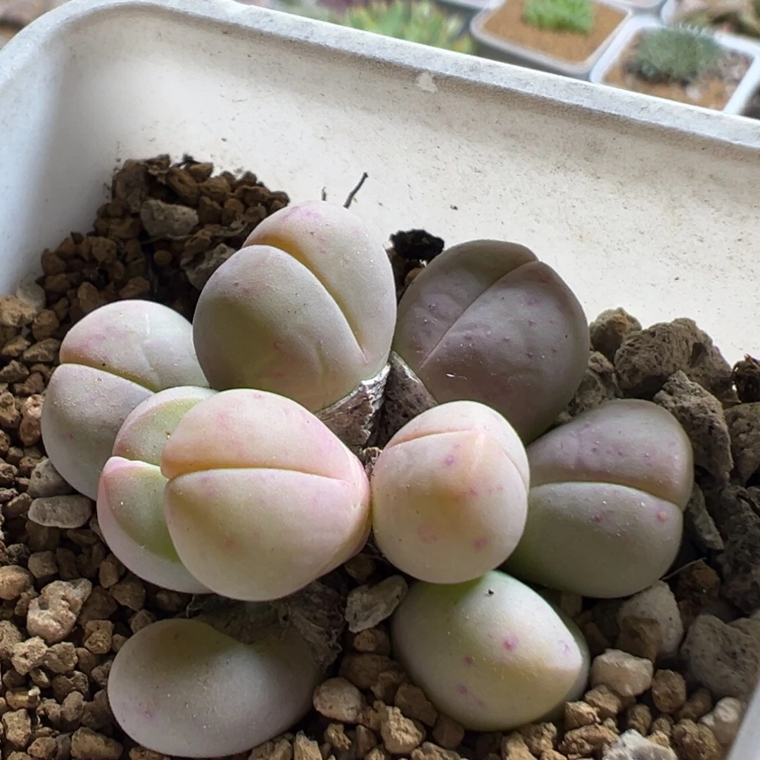 16多肉植物百科银光玉