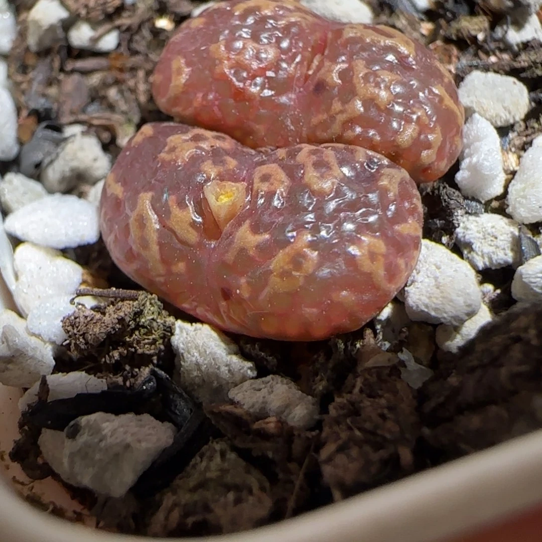 肉锥多肉植物组合-泡泡勋1058