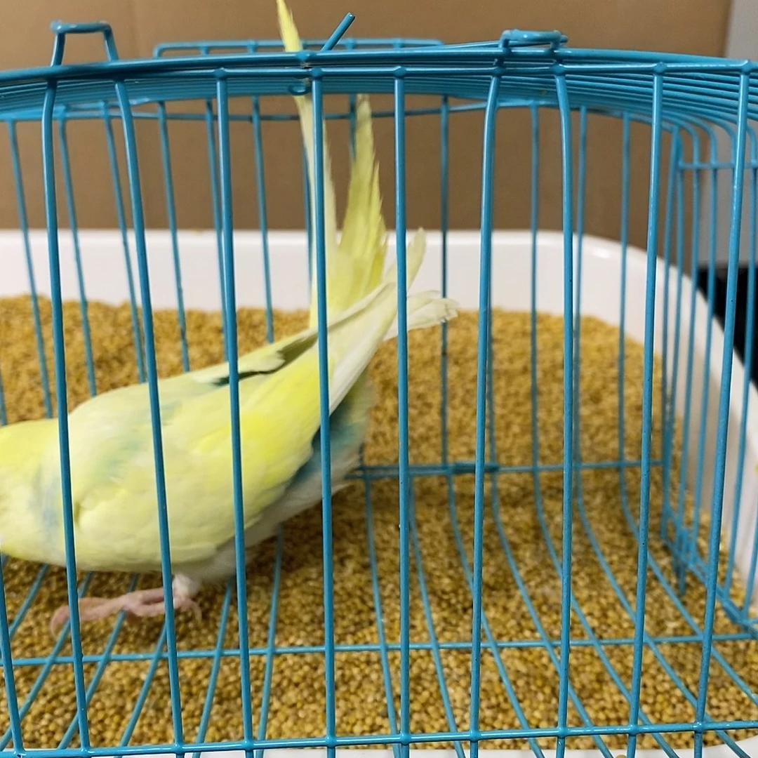 虎皮鹦鹉大头虎皮