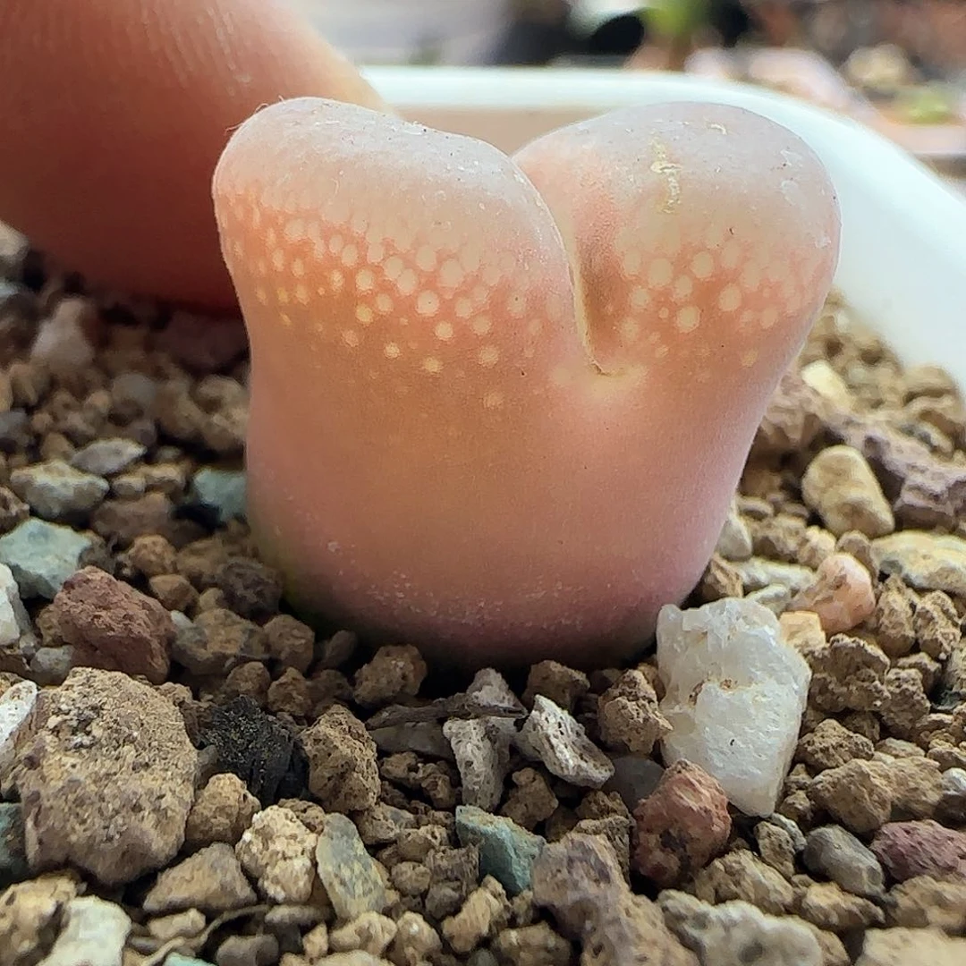 小****员28包邮脱土发货27414