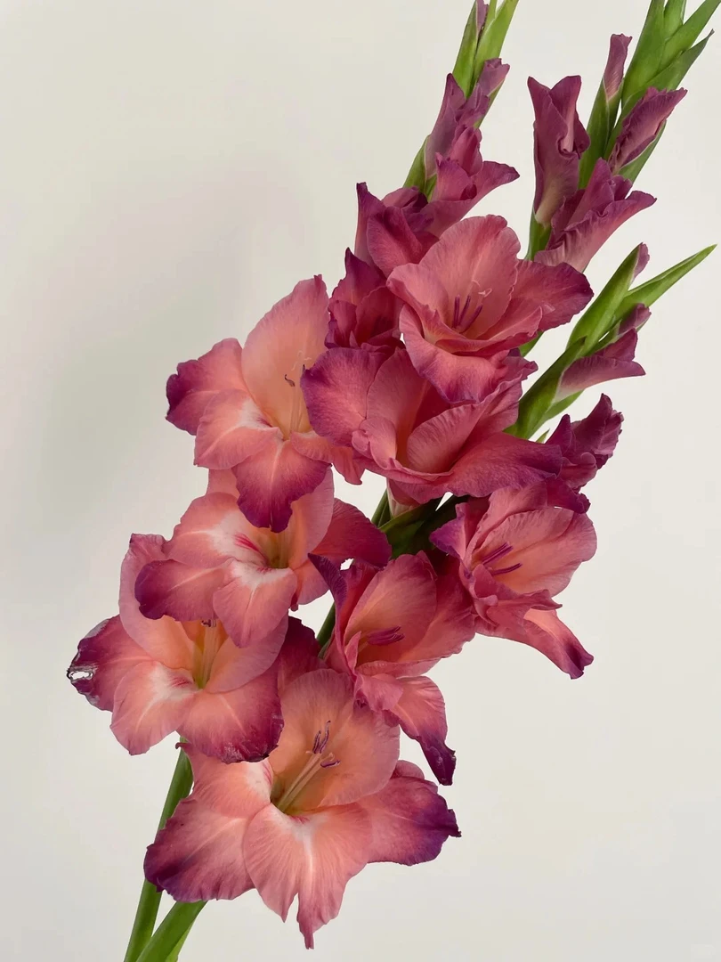 【满4单顺丰包邮】剑兰  花晨达鲜花批发【20%损耗不售后】