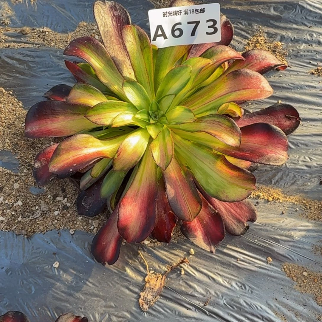 听***の673满江红到秋。多肉植物