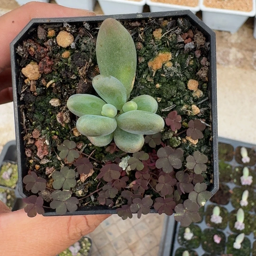 绿体 烟花 叶插  一物一拍