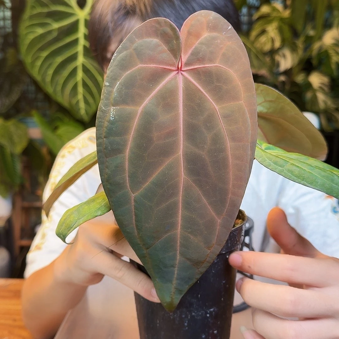 完全开放H80红水晶f3杂黑凤凰