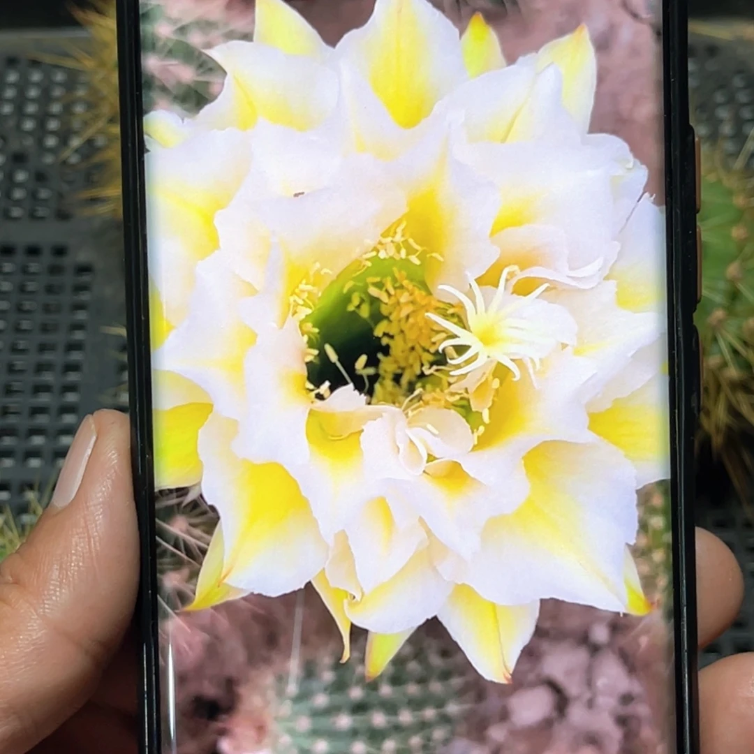 毛 六月午侧芽 歪 满20包邮5公分