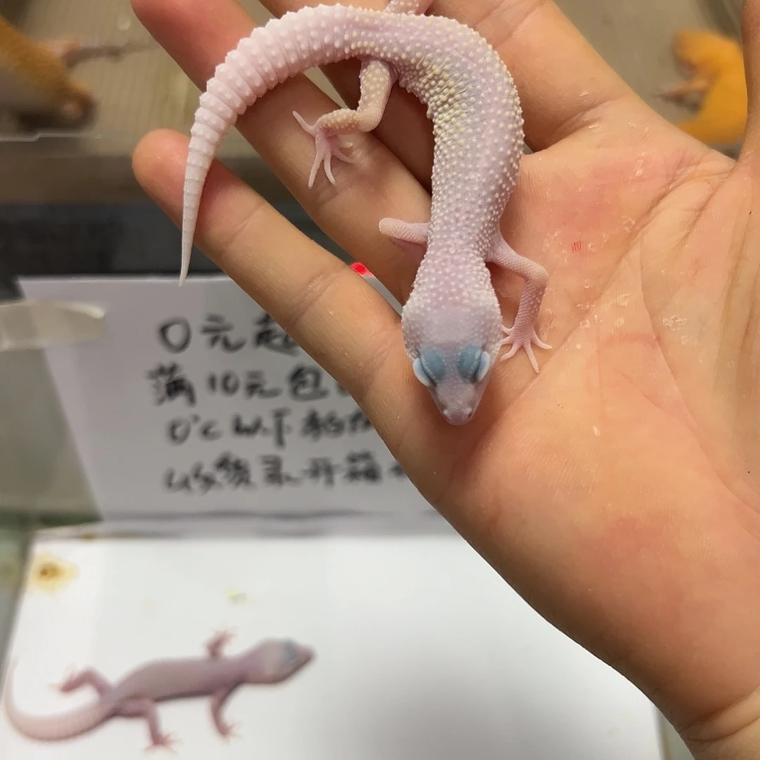 豹纹守宫豹纹守宫