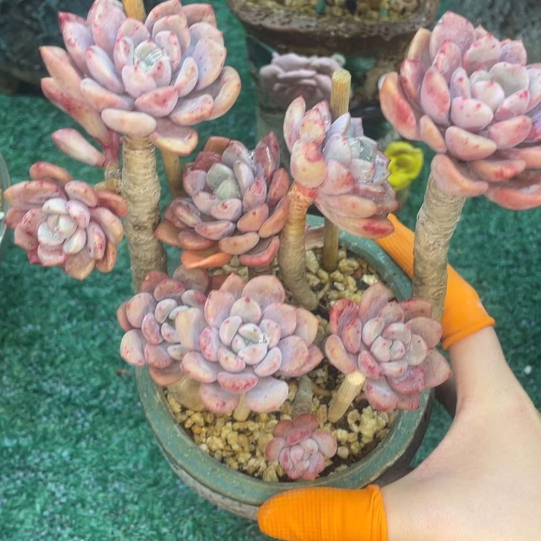 一物一拍28包邮非偏远