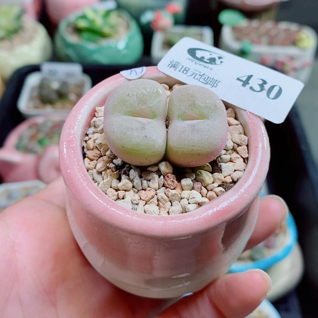 生石花花花花花花430