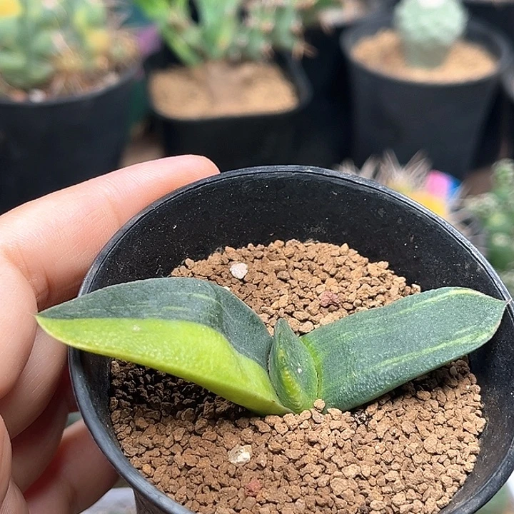 无花朵卧牛锦一颗