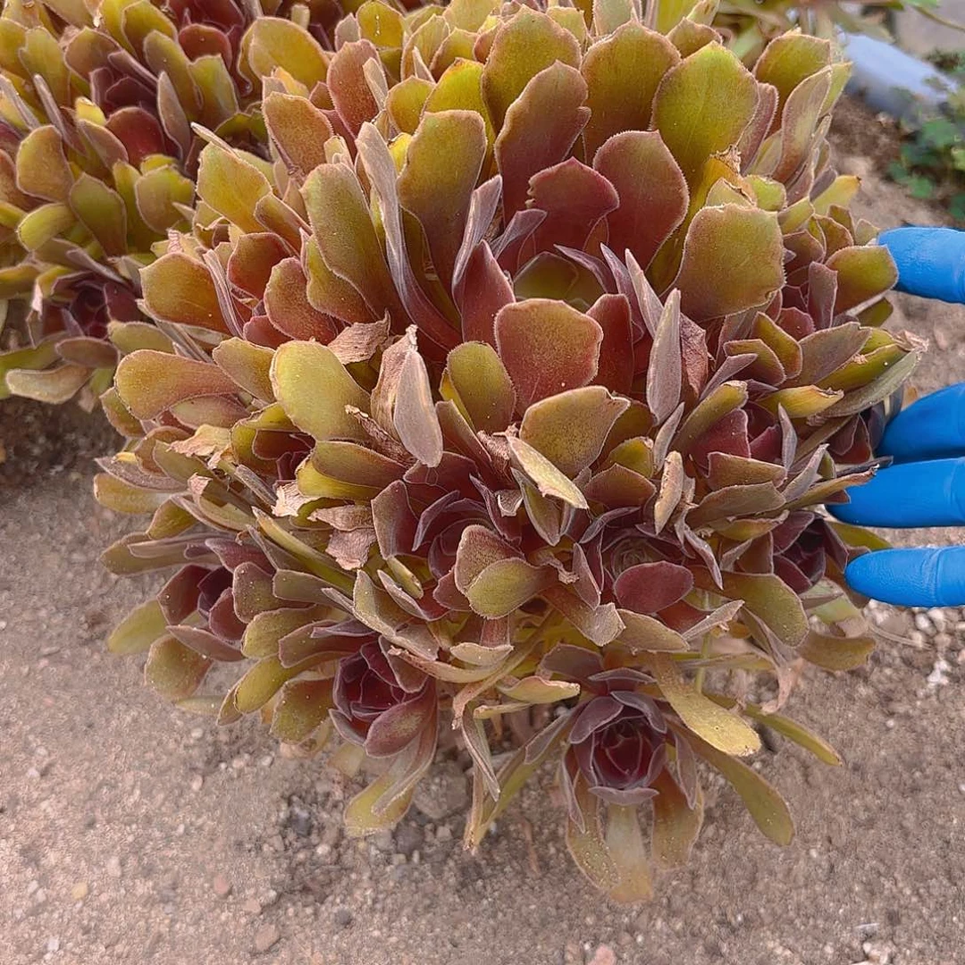 恶魔之吻多肉植物二号