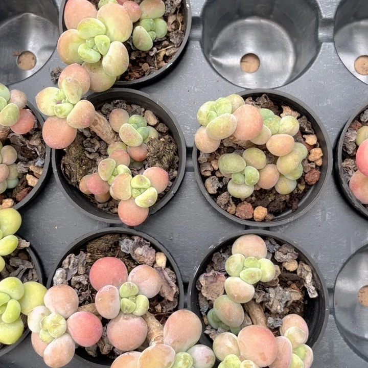 洛神奶随机发满18包邮
