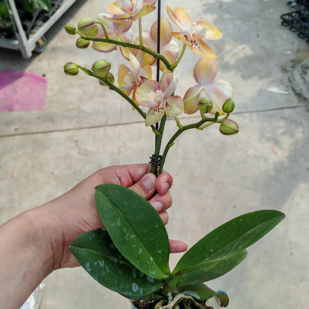 明兰花卉 蝴蝶兰【哈密瓜 双 】带花带花苞开花株发货