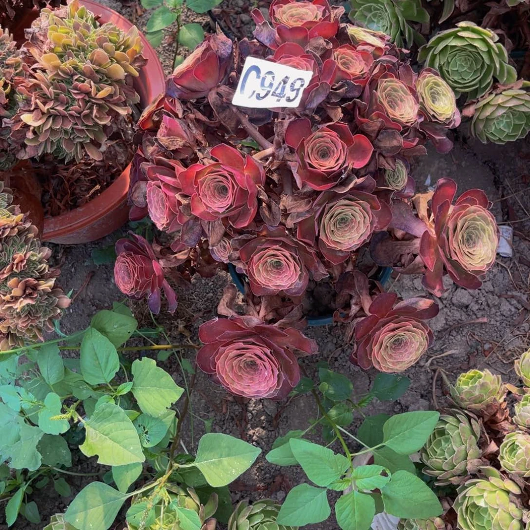 魅金法师14—4包邮