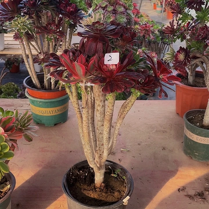 h****1架接法师一个2号