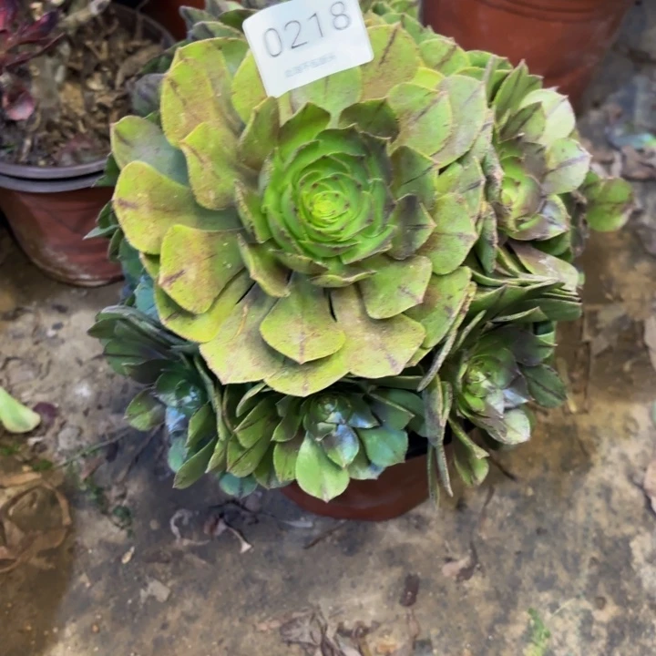 万拉丝多肉处理不包断头0218