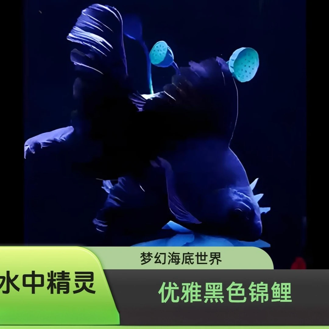 【墨蝶】蝴蝶鲤鱼 黑色球体大圆首鳍娃娃脸桃心尾七鳍宽厚好养耐活