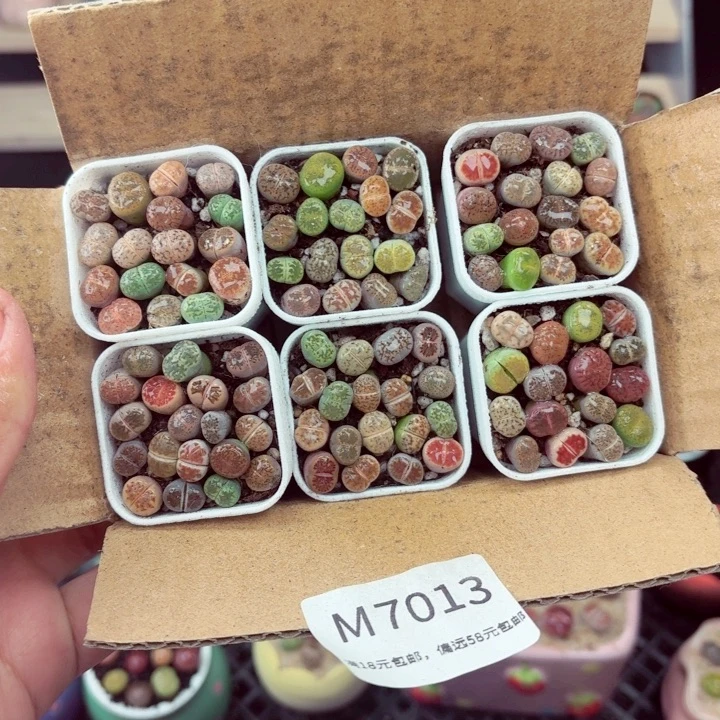 7013零下地区记得拍保温箱满18包邮