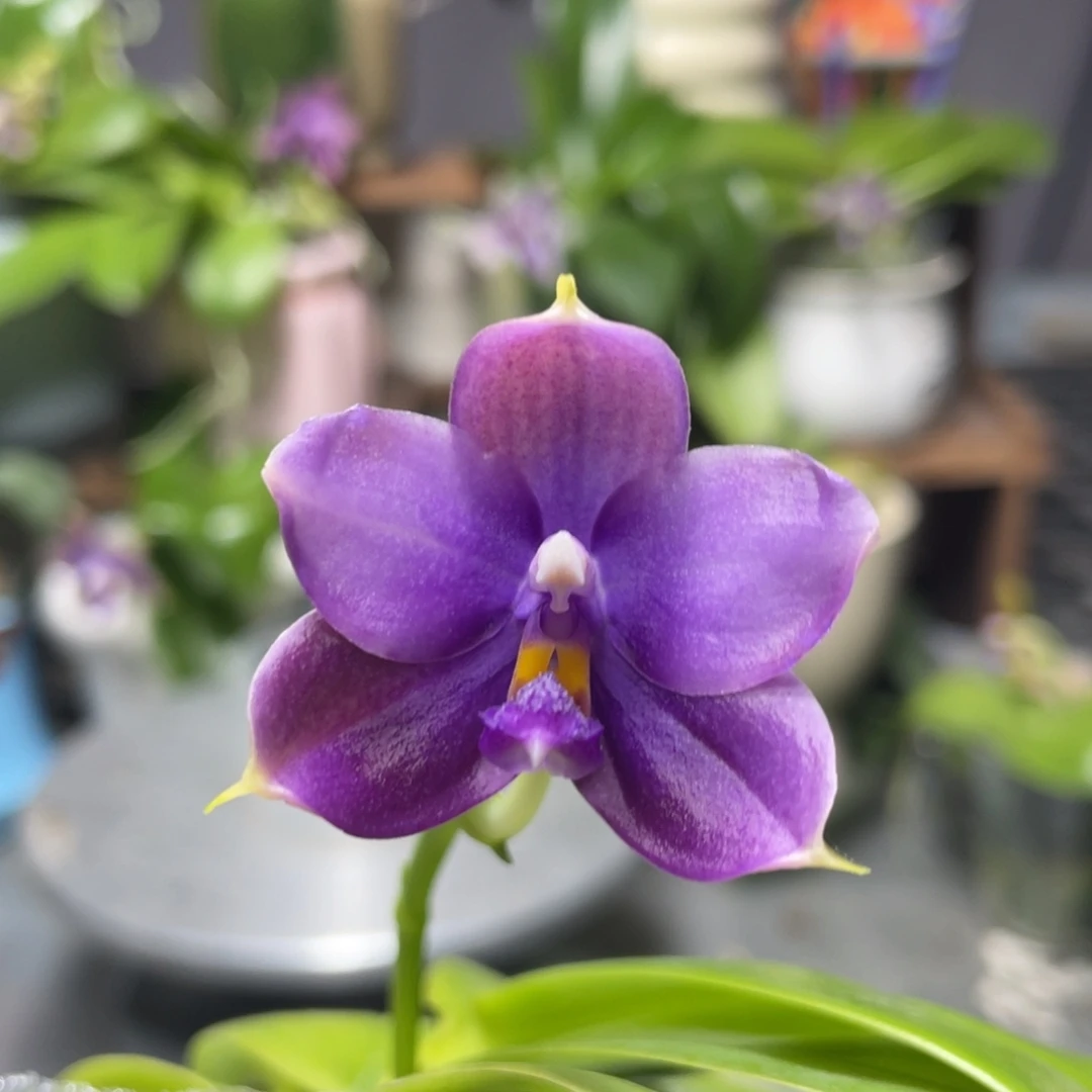 完全开放鱼鱼交蓝鸟，2.5杯开花株