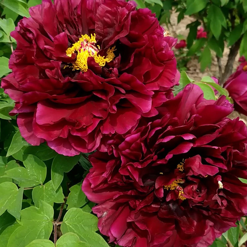 【乌金耀辉牡丹】黑色系观赏牡丹花苗耐寒阳台盆栽庭院种植  裸根苗