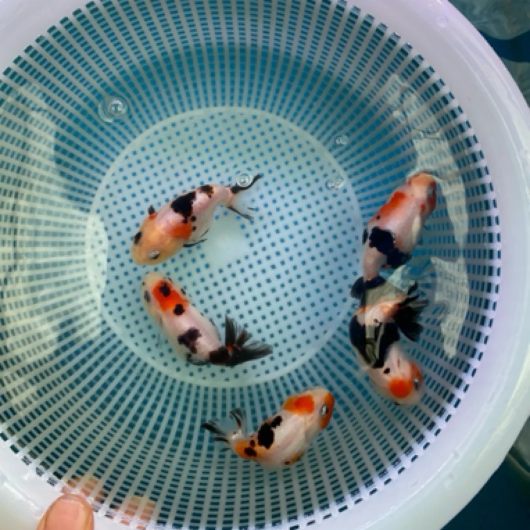 直播链接，奶牛，奶花，红白，单挑链接