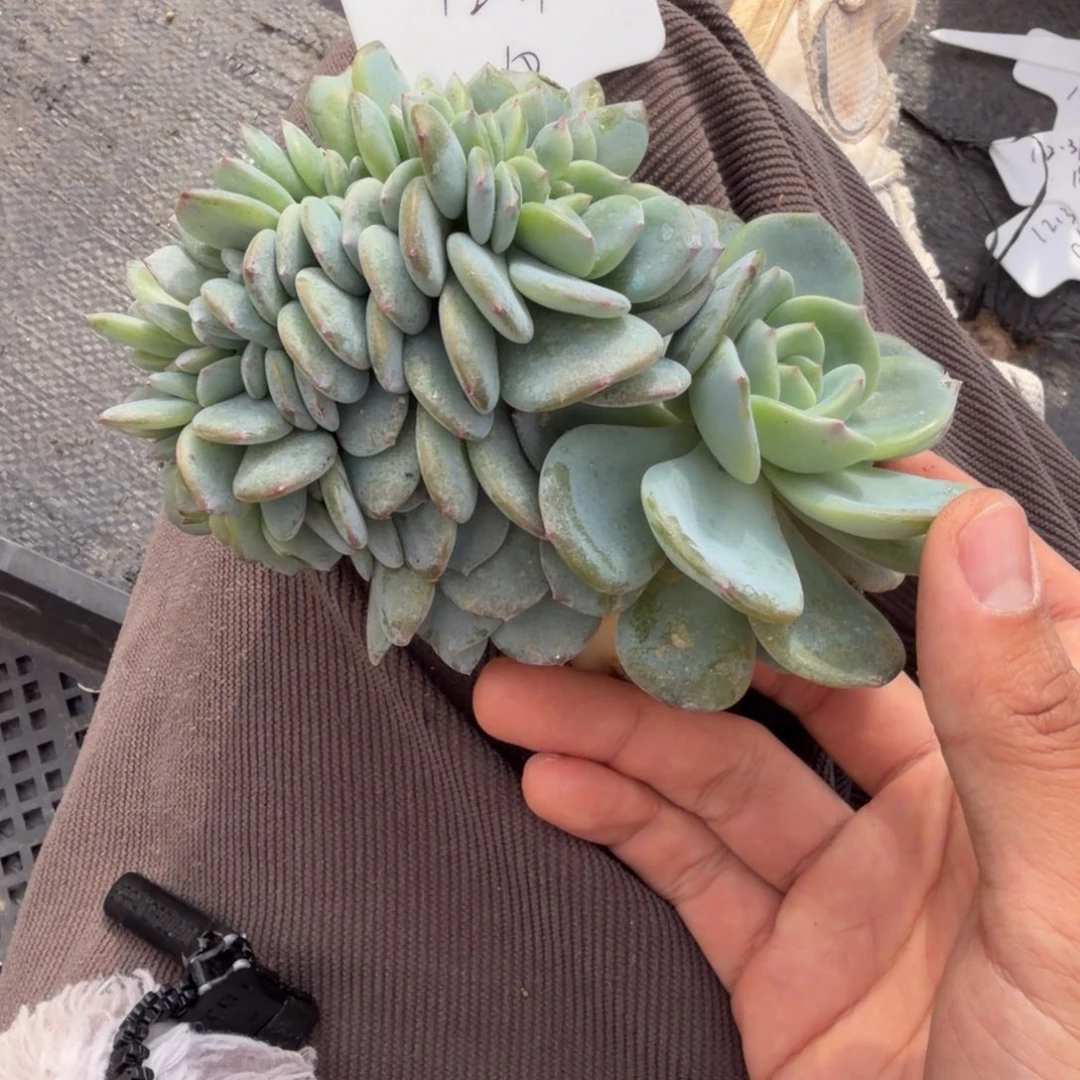 一物一拍胸花高版凤橙缀10