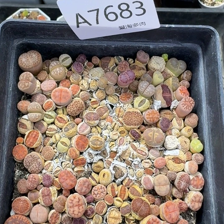 7683 生石花和肉锥