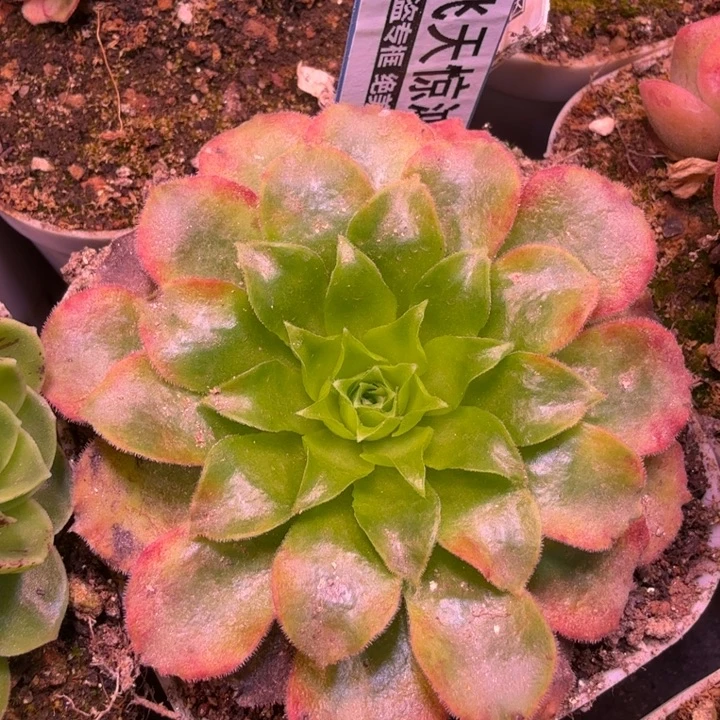 HD514  飞天惊鸿  大