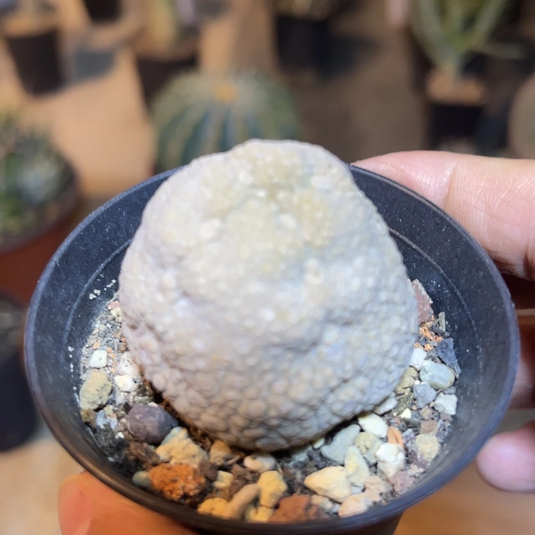 实生凝蹄玉一物一拍