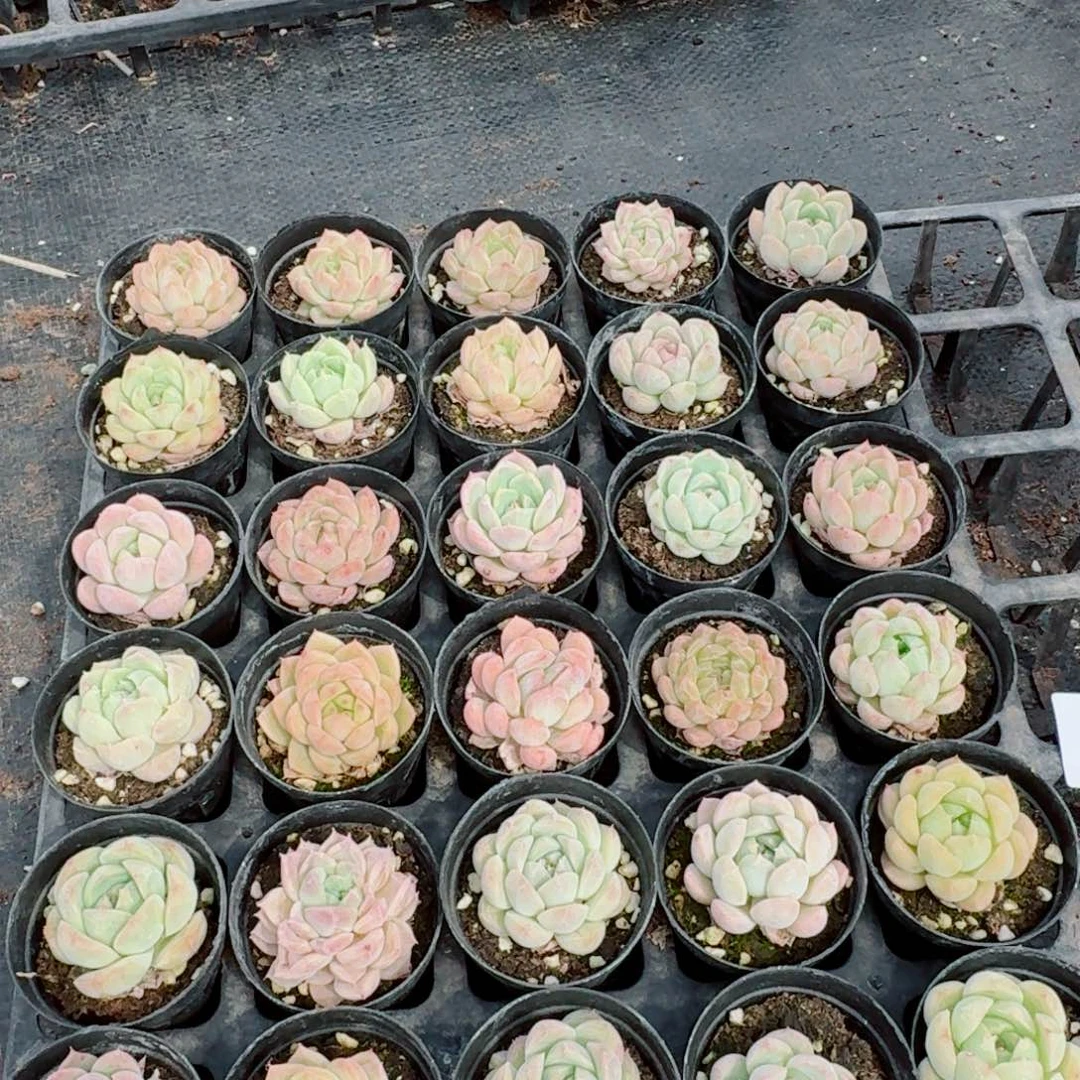 三十颗糖心量拍带盆土发货1-34