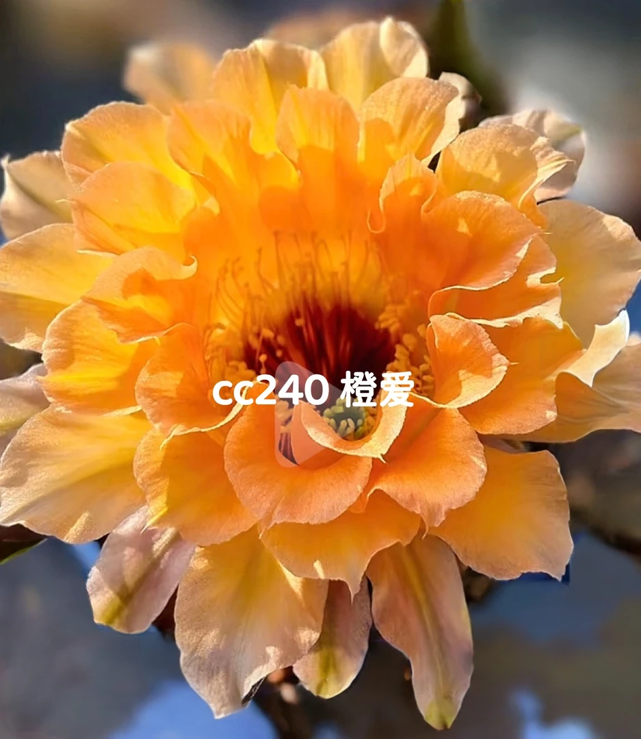 彩草cc240橙爱侧芽歪 满28包邮非偏远