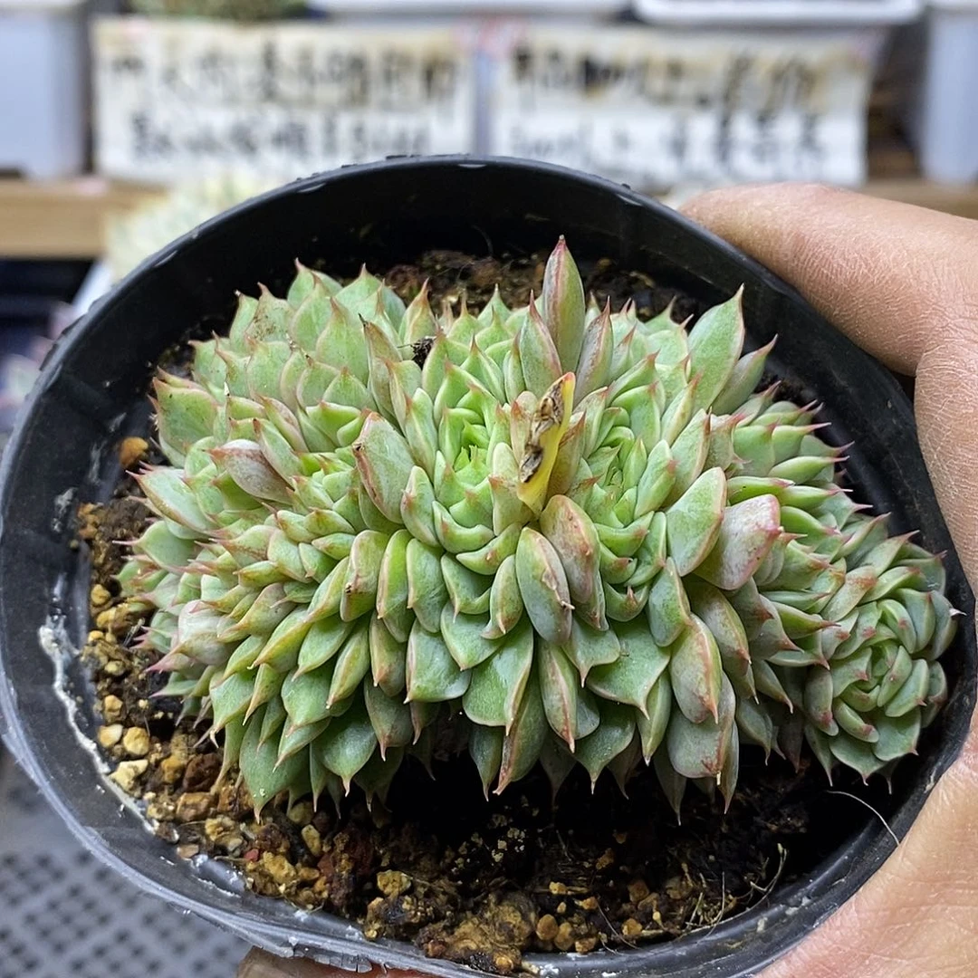 0984 笨吧缀化 稀有 7 天后发货