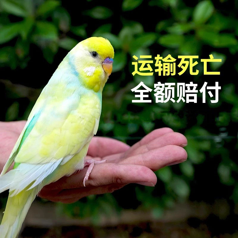 大头虎皮鹦鹉活鸟会说话的鹦鹉手养大头宠物活体幼鸟玄凤牡丹活物