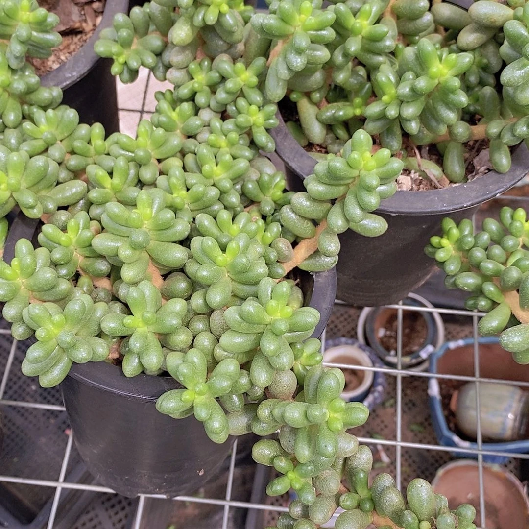 绿龟卵 多头群生老桩