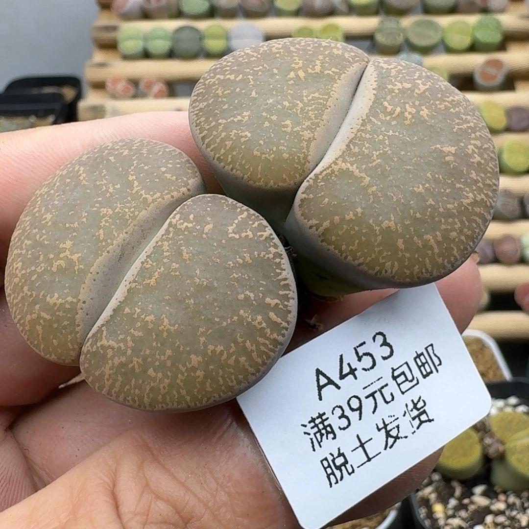453多肉哈哈哈哈哈哈哈