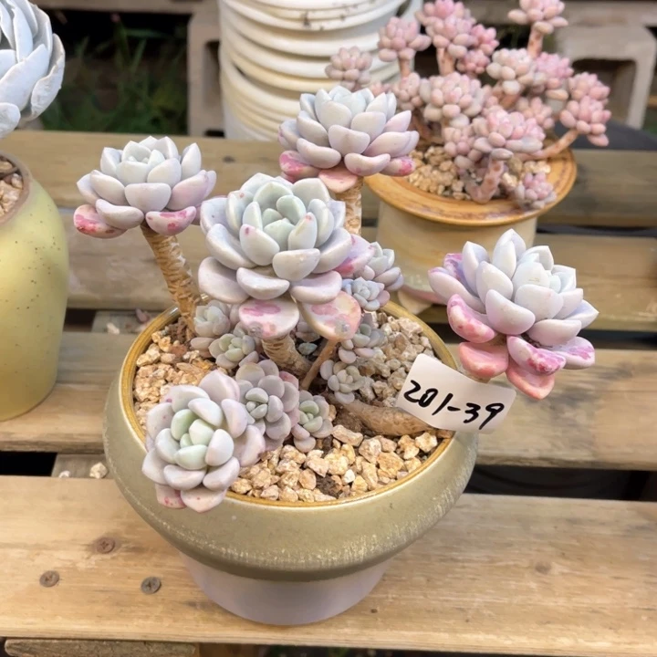 冰*多肉植物花斑鹿201-39