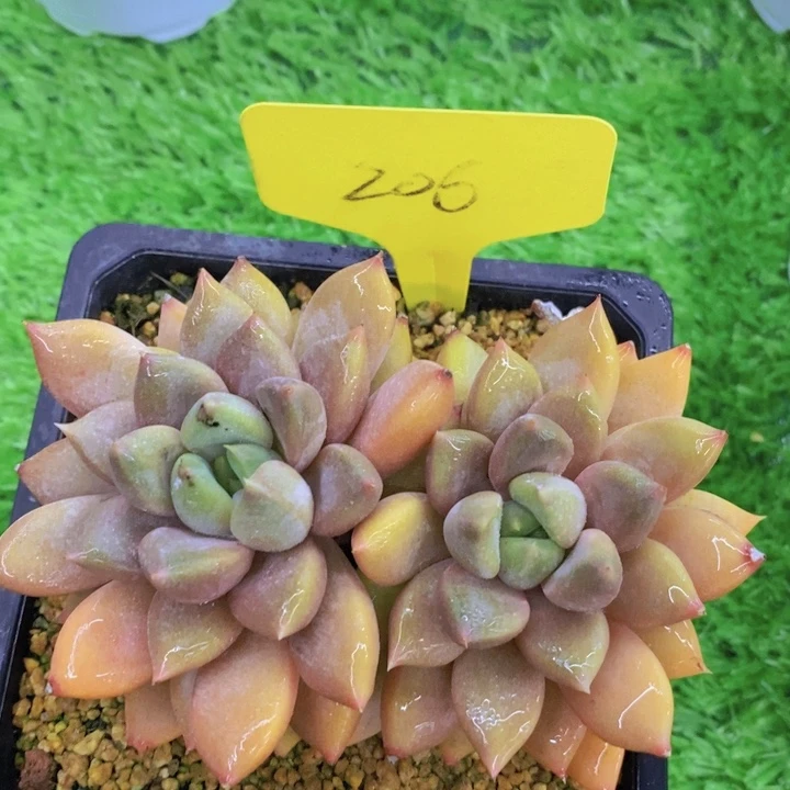 开心多肉，多肉植物