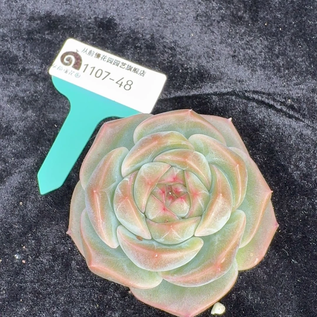 从前慢花园东云1107-48