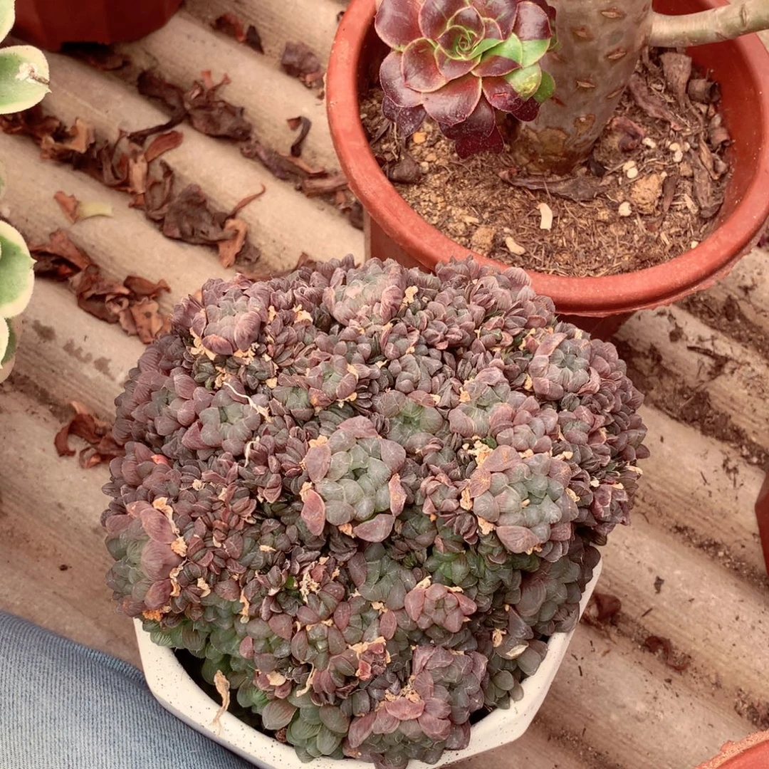 玉露捧花，多肉植物
