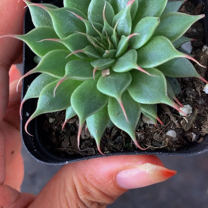 睫毛精 （满9.99包邮不满9.99发叶子）