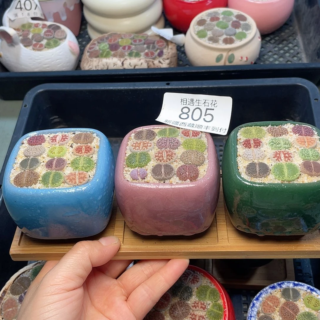 相遇开播福利805