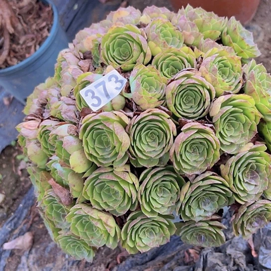 用***香多肉植物一种沙拉碗