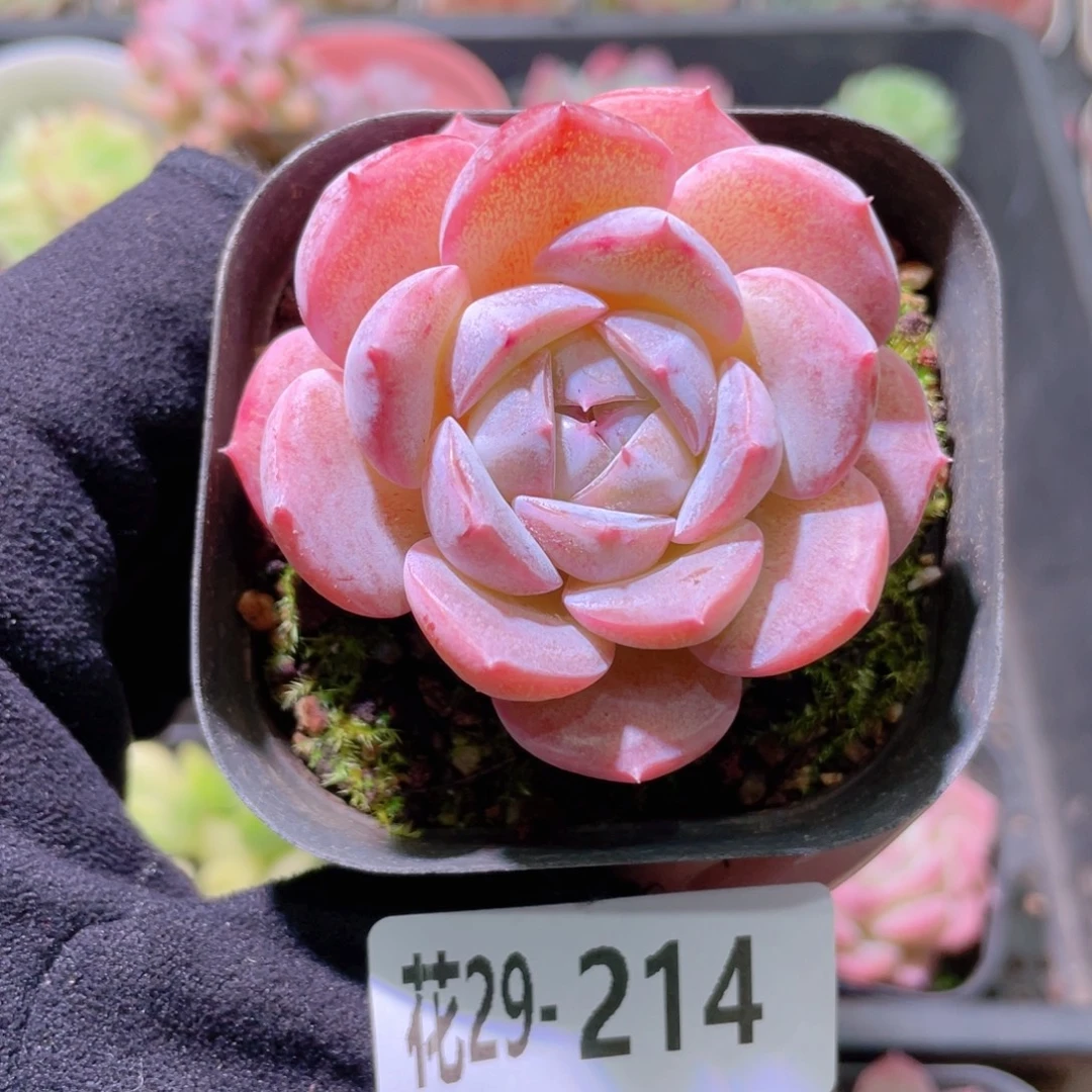 花利美29-214新品