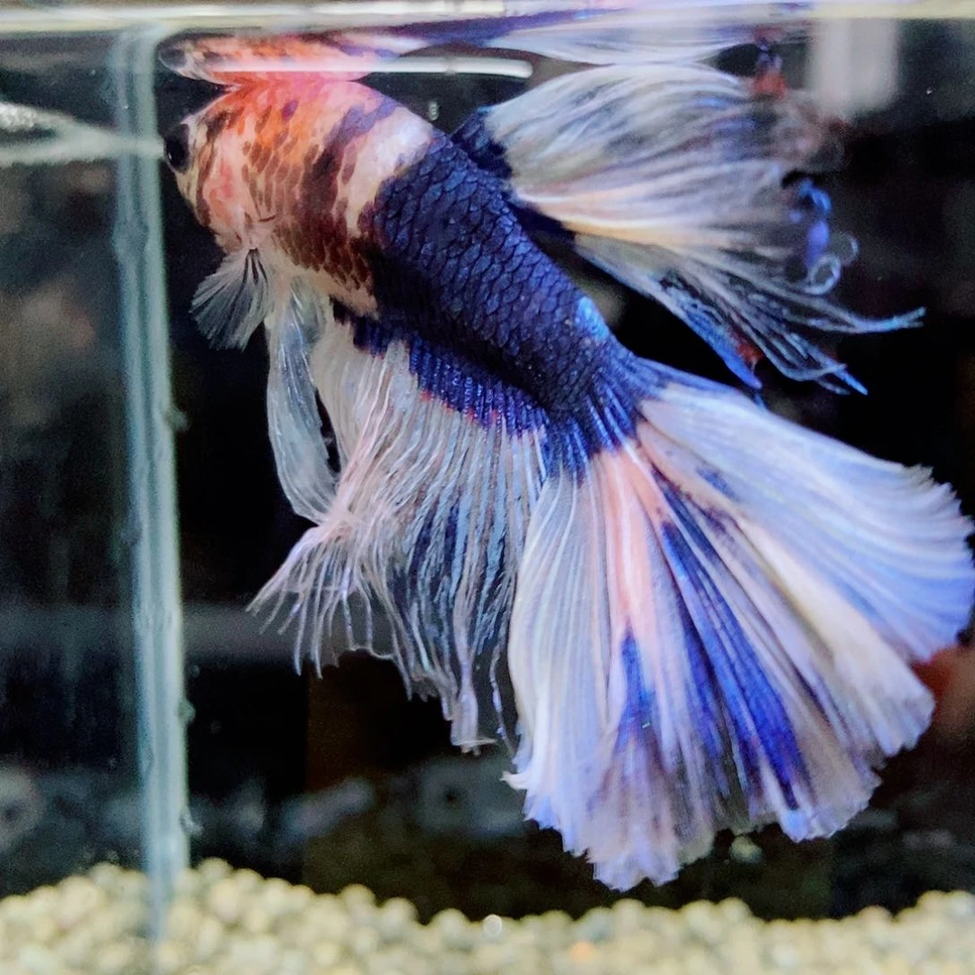 斗鱼黑124号a a a a a