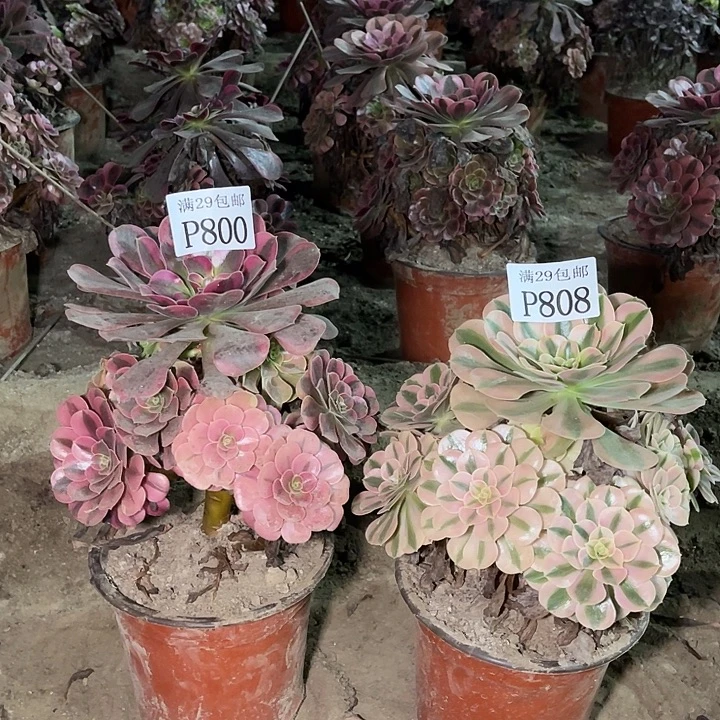 800美杜莎808粉女巫多肉植物